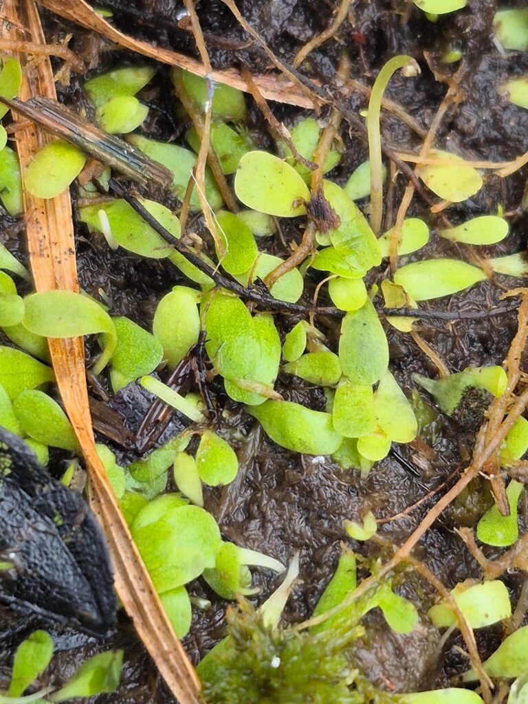 U. livida thrived thru bitter cold