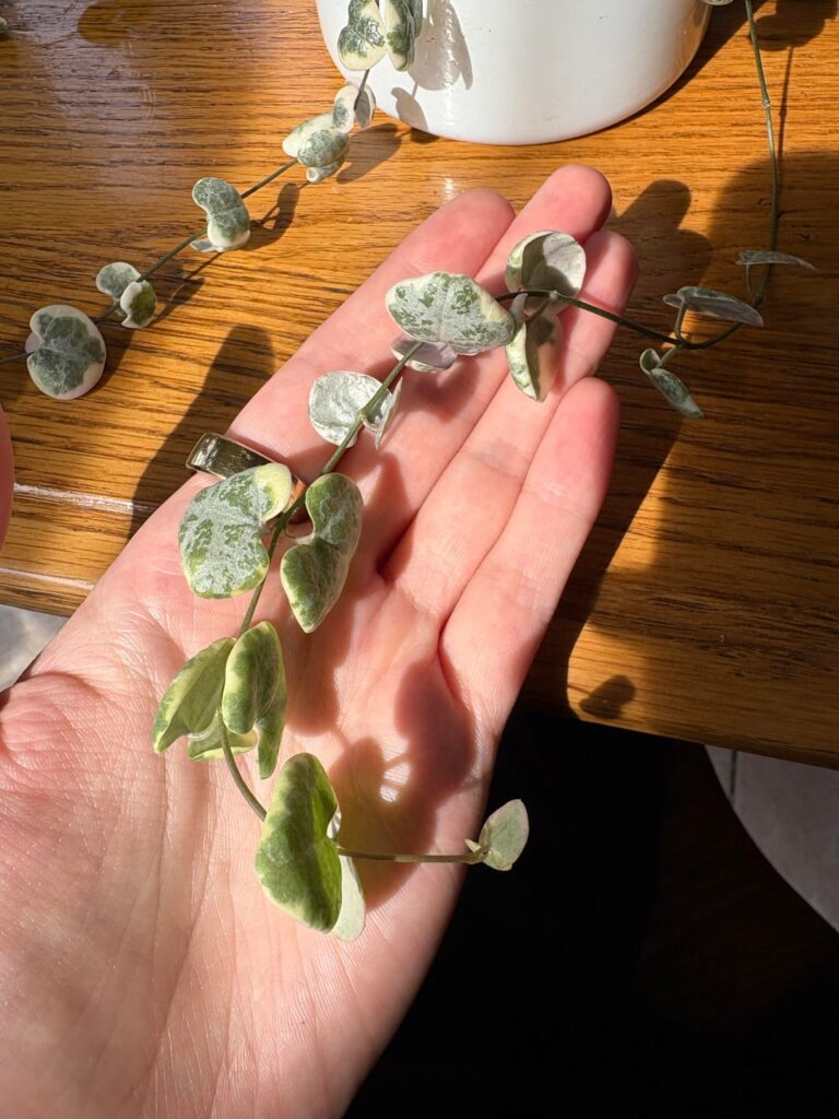 How to prevent leaves from curling on VSOH ? How to prevent leaves from curling on VSOH ?