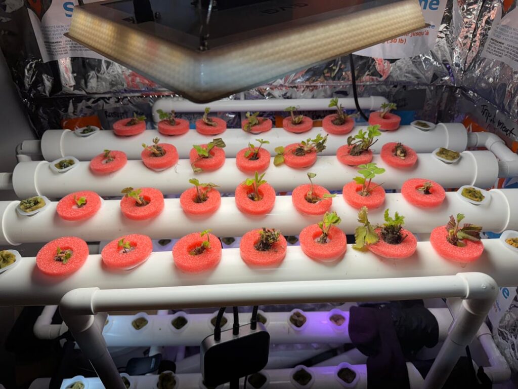 Strawberry Hydroponics