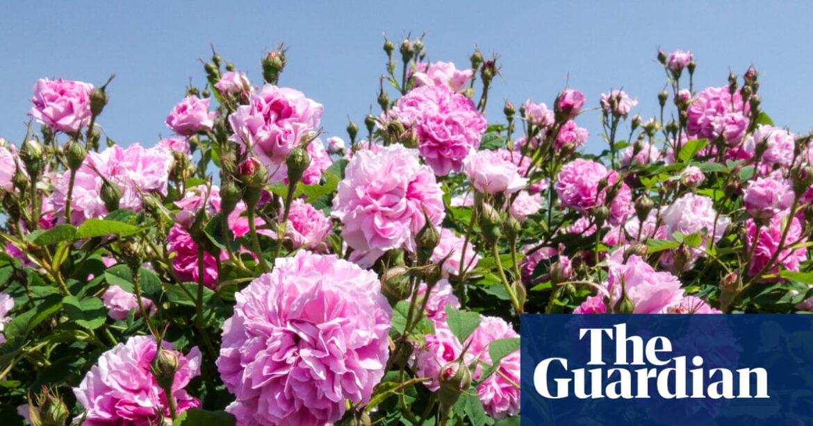 Roses are a proper Valentine’s treat – especially if you can eat them | Gardening advice Roses are a proper Valentine’s treat – especially if you can eat them | Gardening advice