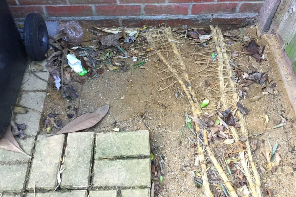 The tell-tale signs this 'invasive' plant is threatening your garden