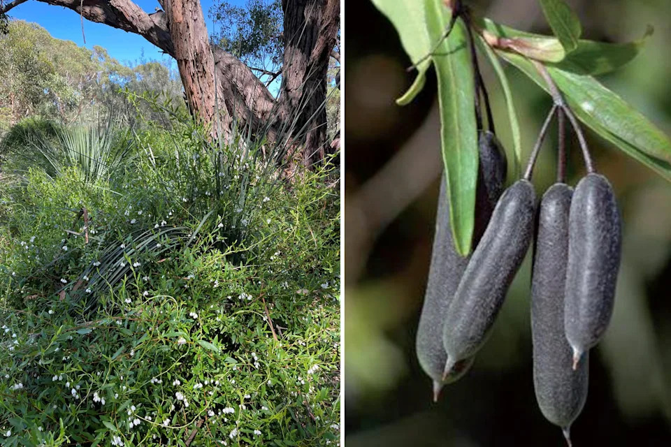 Left, a white flowered variation of bluebell creeper smothers native understorey plants. Right, the species' tubular seed pods.