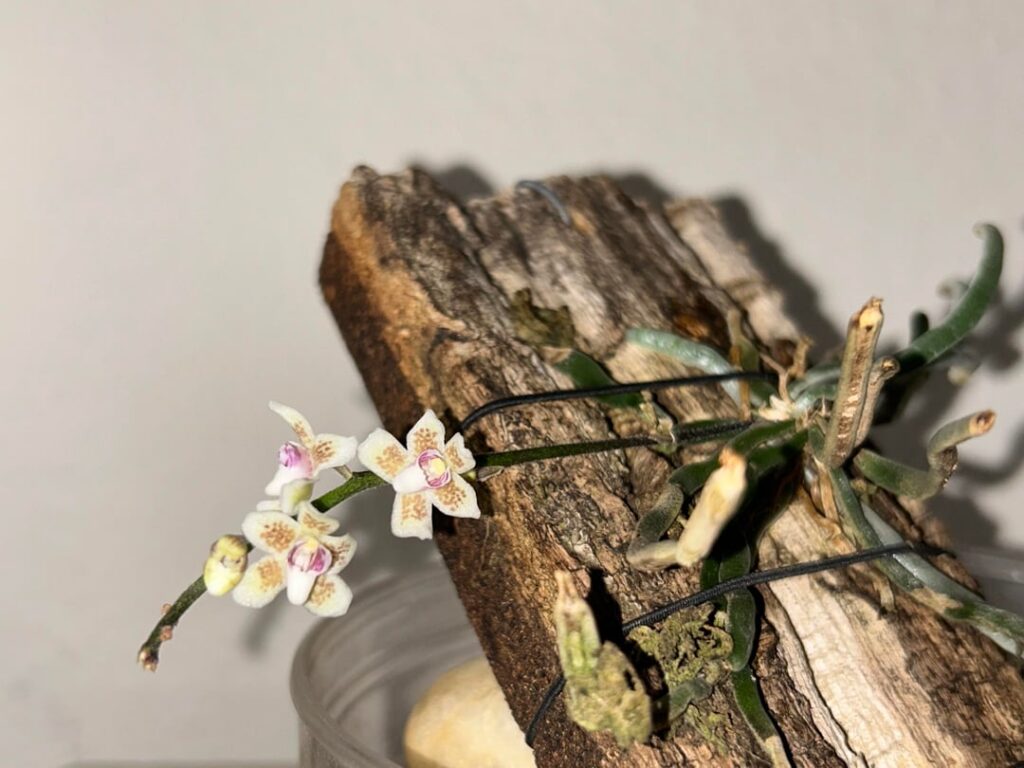 Leafless orchid in bloom!