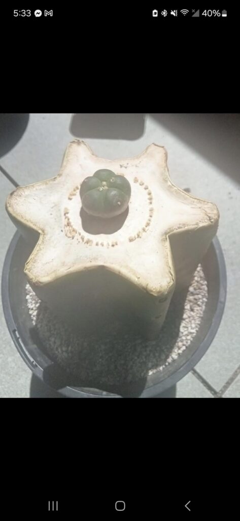 Not my pic, can you graft in the center past the ring like that? If so comment pics of what old growth please.