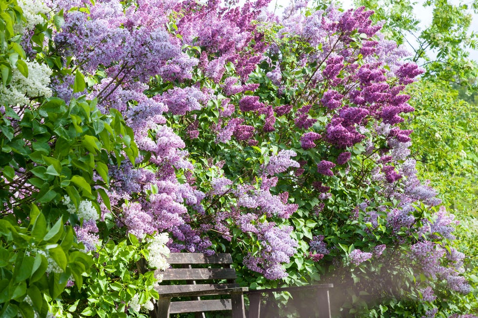 garden trends 2026