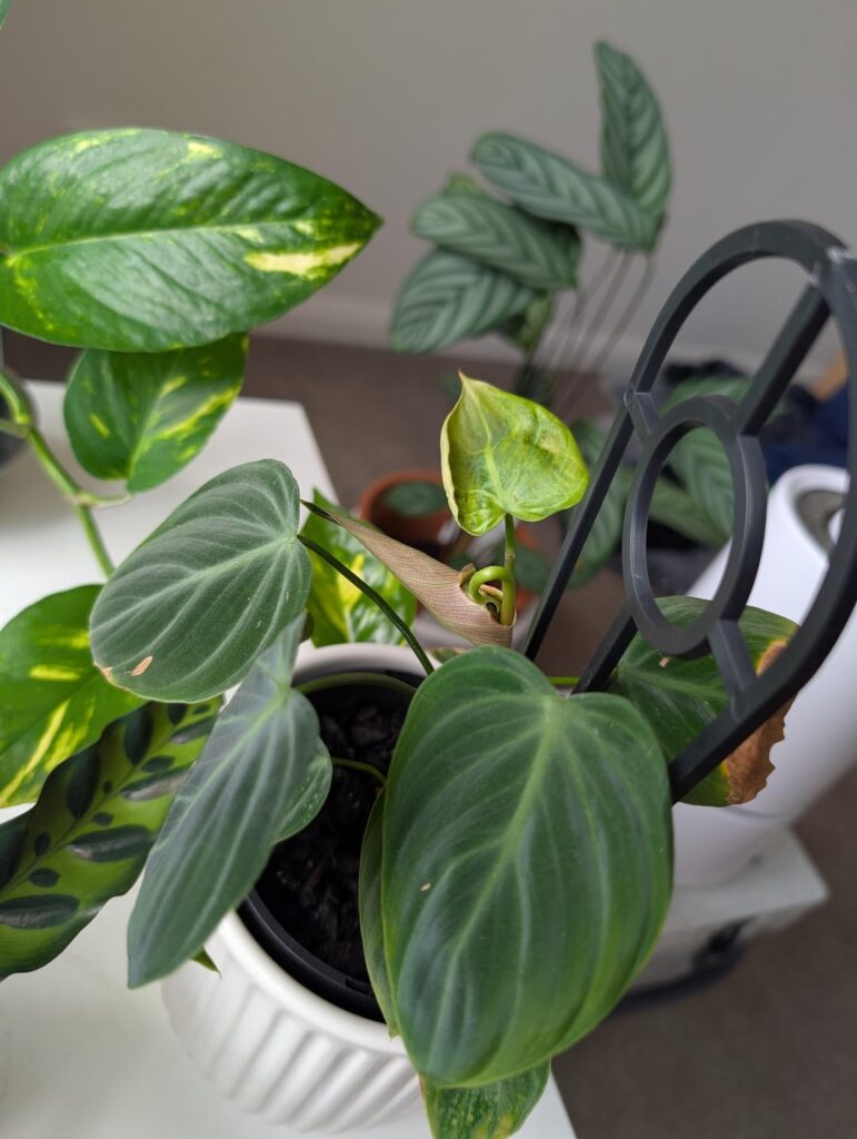 What is my el choco doing