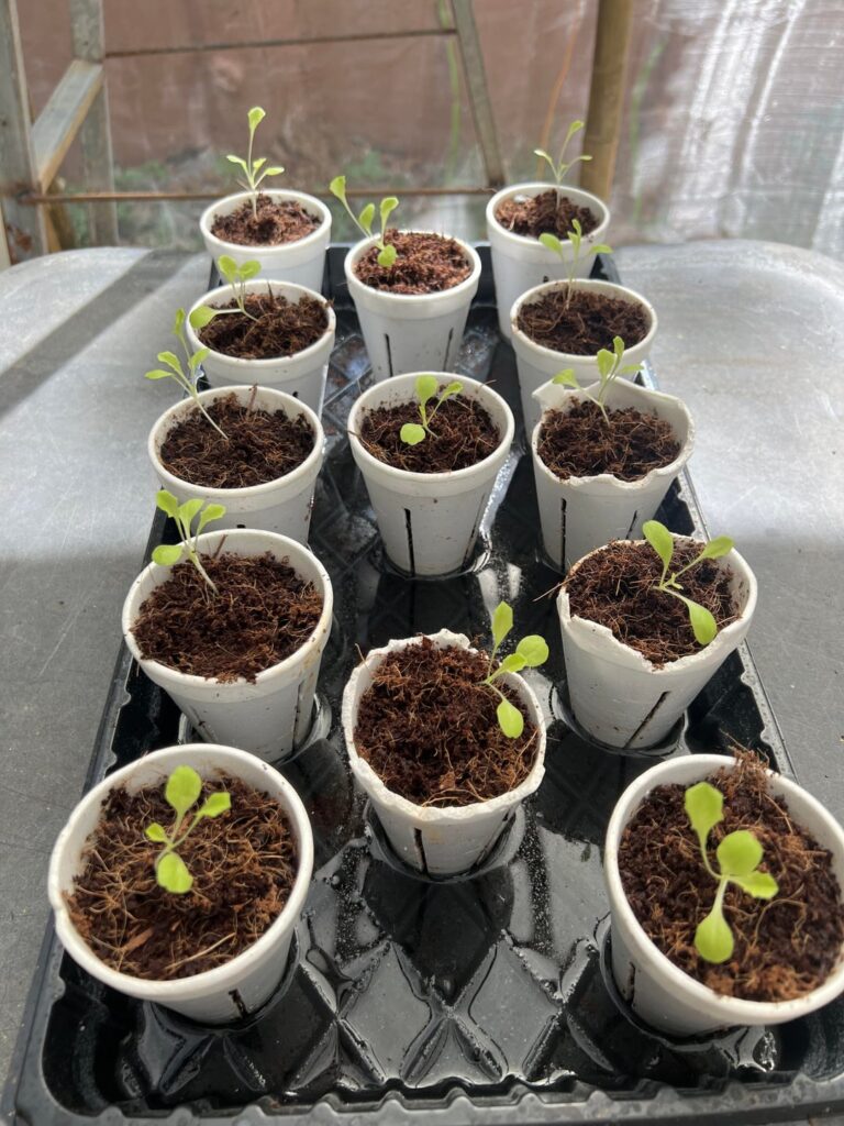 Day 14 Olmetti Lettuce