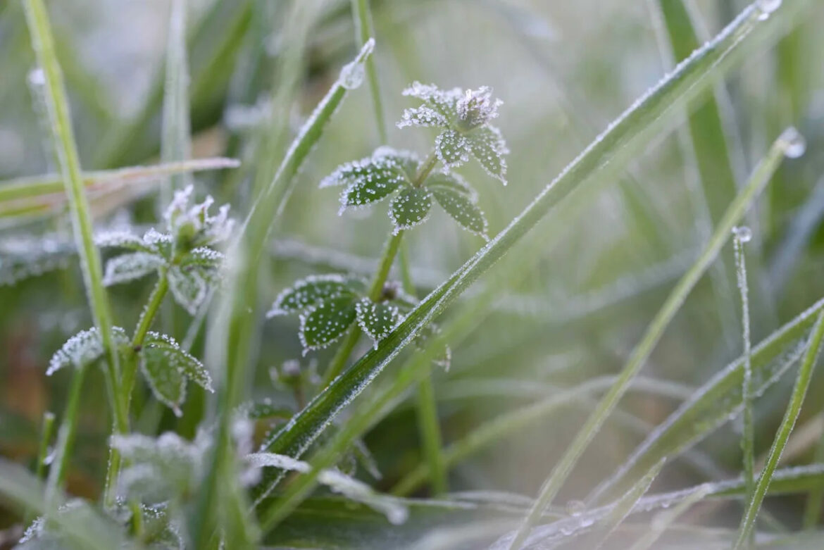 This Is How Gardeners Know Exactly When the Last Frost Will Hit Their Area This Is How Gardeners Know Exactly When the Last Frost Will Hit Their Area