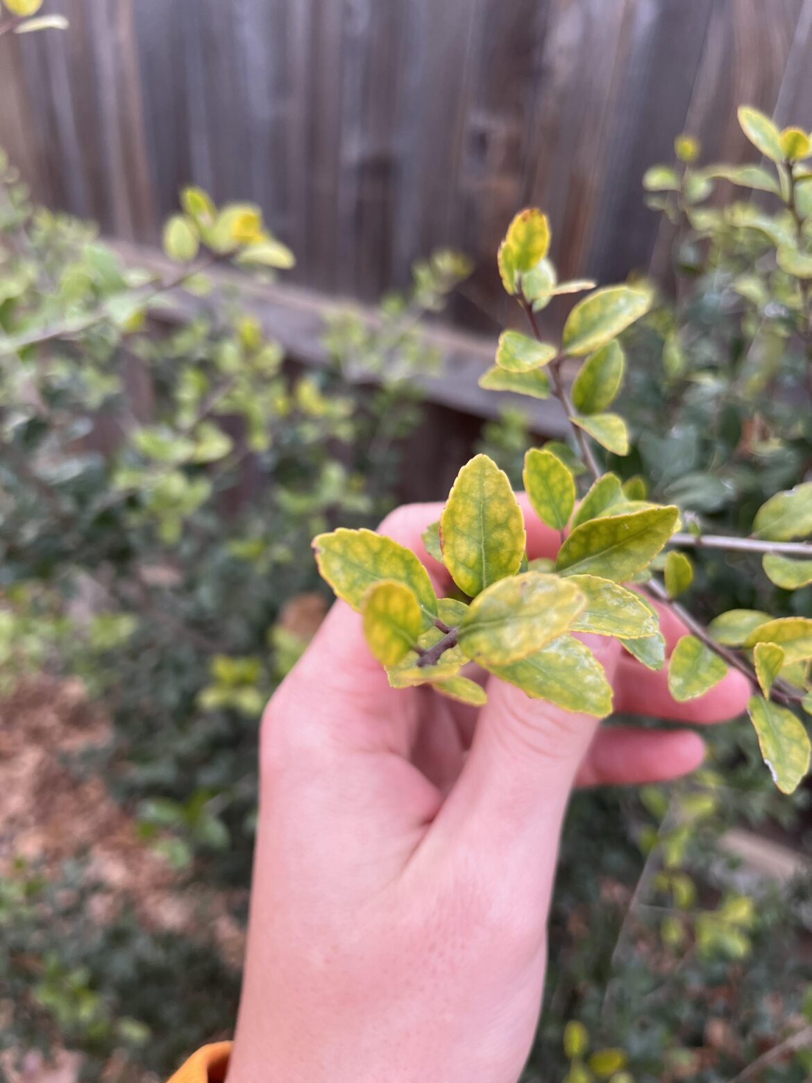Yaupon Holly Yellow New Growth