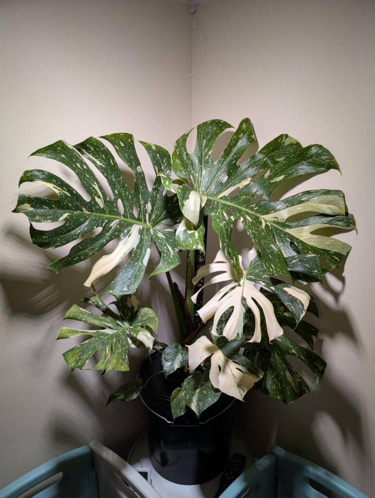 Leaf size exploded in 5 months 😊