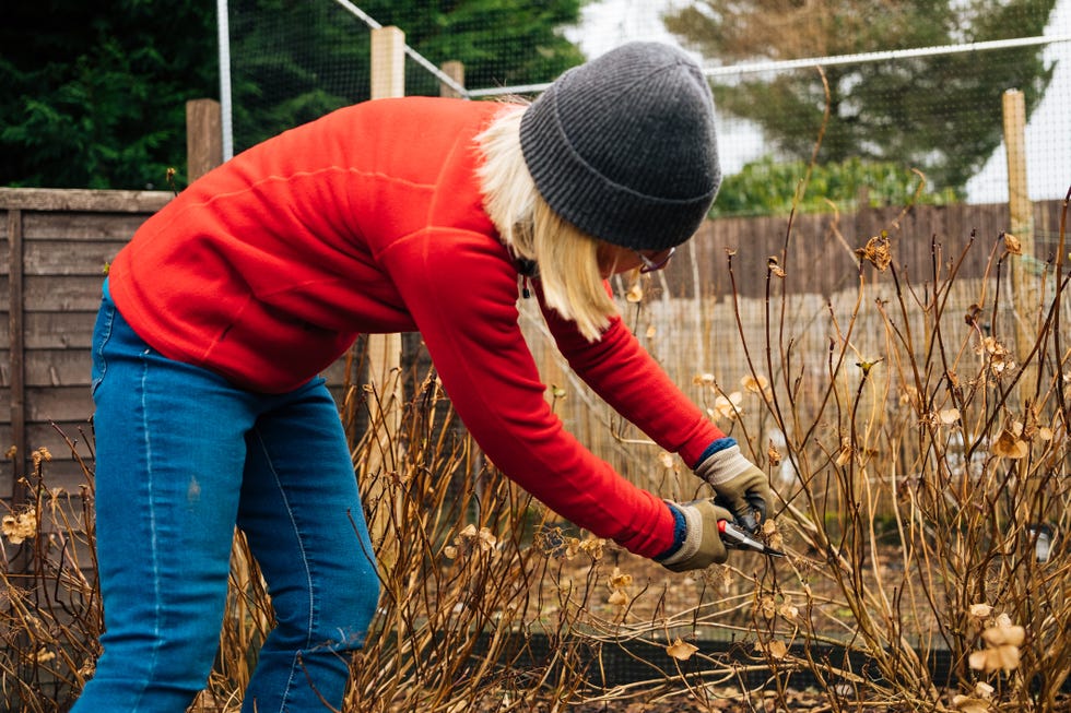 how to prune an overgrown shrub