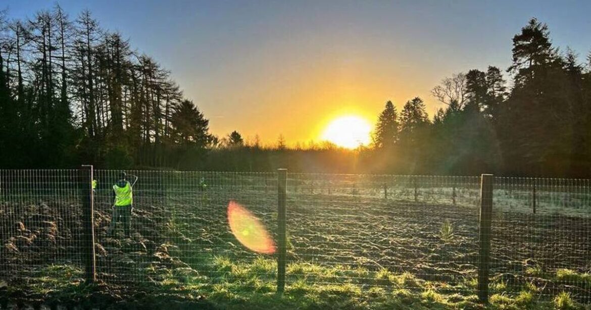 Ambitious tree-planting project targets small, half-forgotten spaces