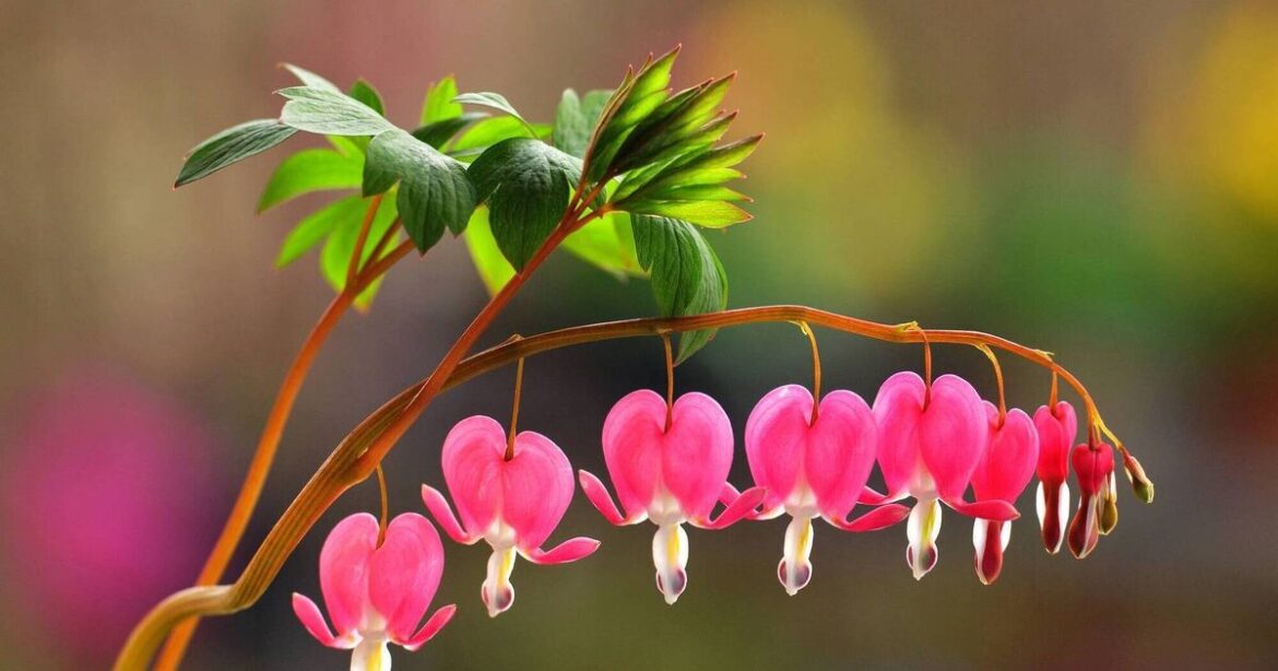 The Valentine's Day plant picks that make perfect gifts