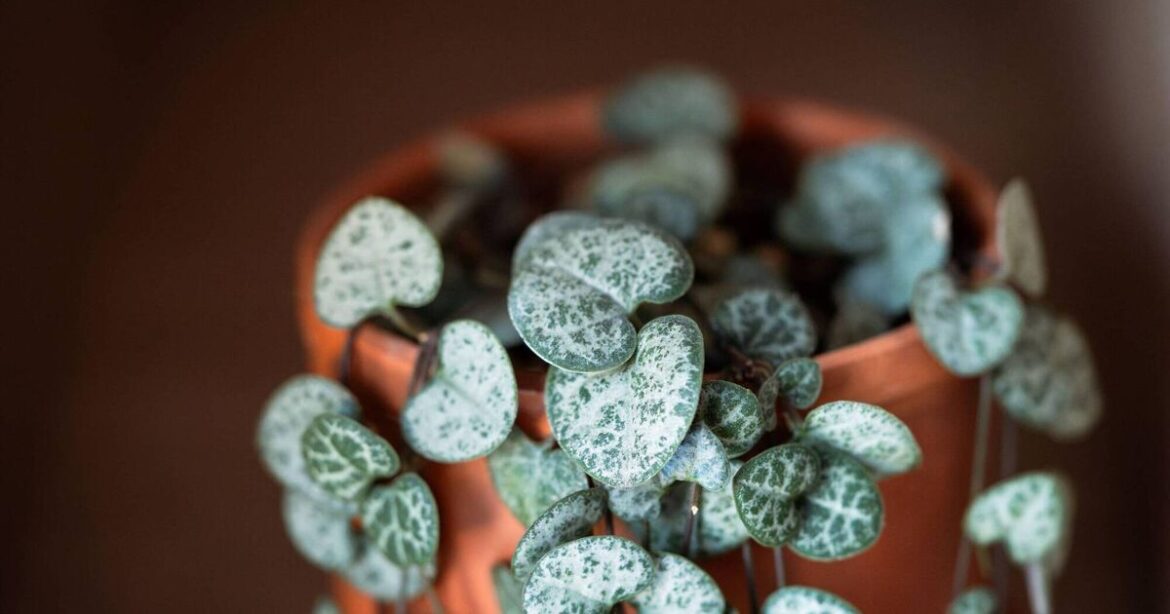 Looking for something different for a Valentine's gift? Check out these heart-shaped plants 