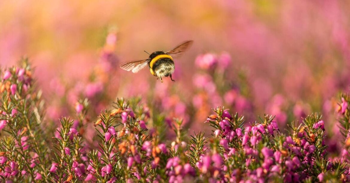 Winter-flowering heather adds life to every garden