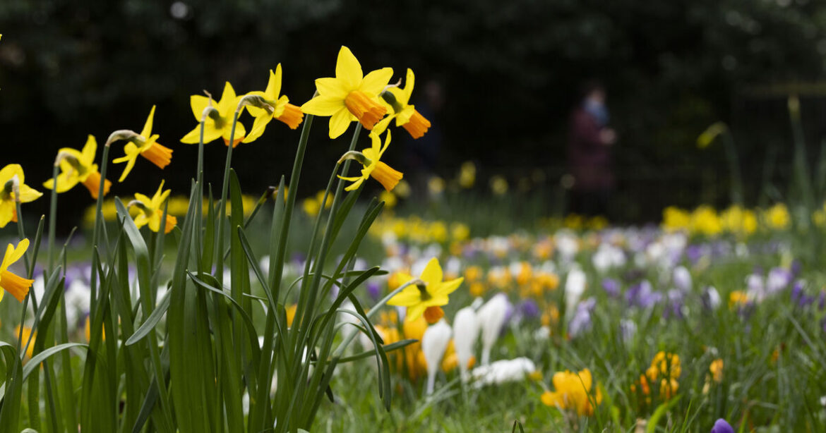 Ideas to make the most of our green spaces