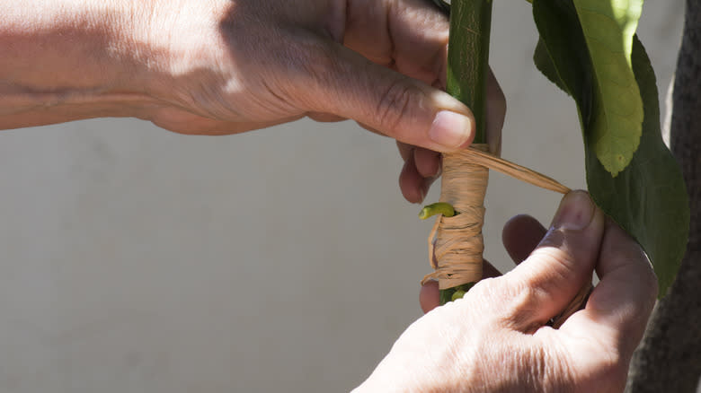 Person sealing a graft on a lemon tree