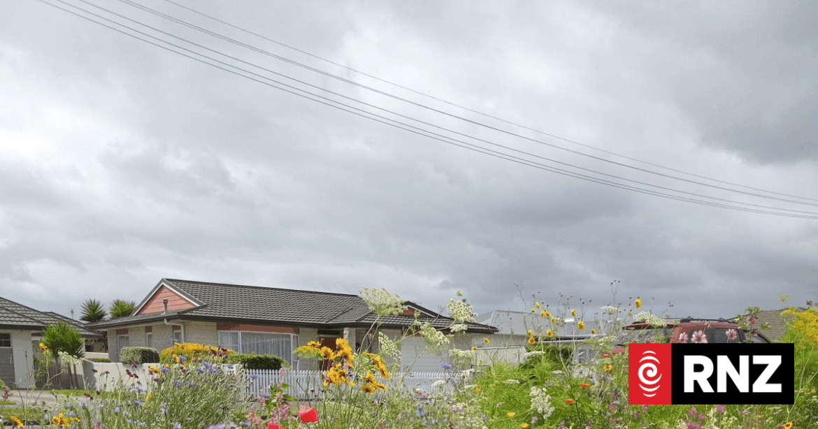 Council cost cutting prompts Levin woman to turn berm into flower garden