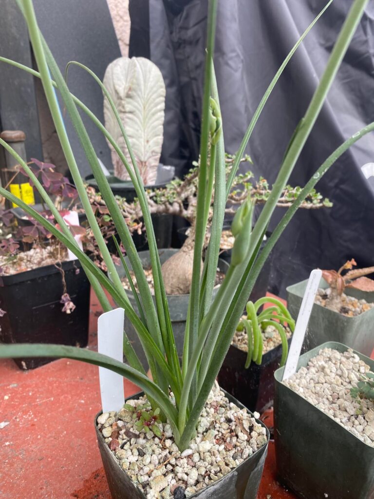 Albuca Identification