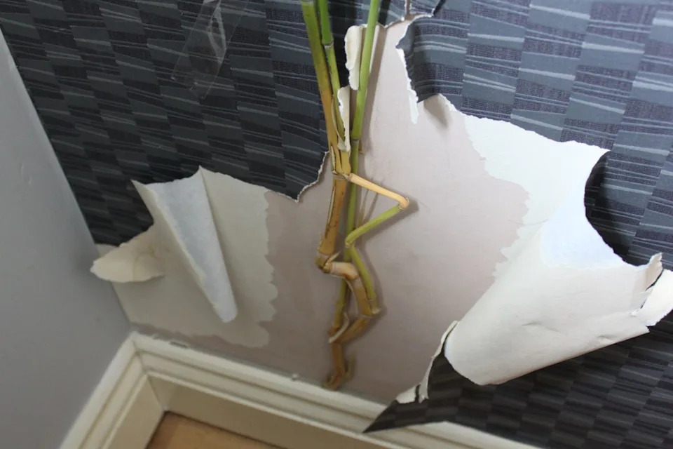 Shot of wallpaper stripped back to show bamboo stalks piercing a wall.