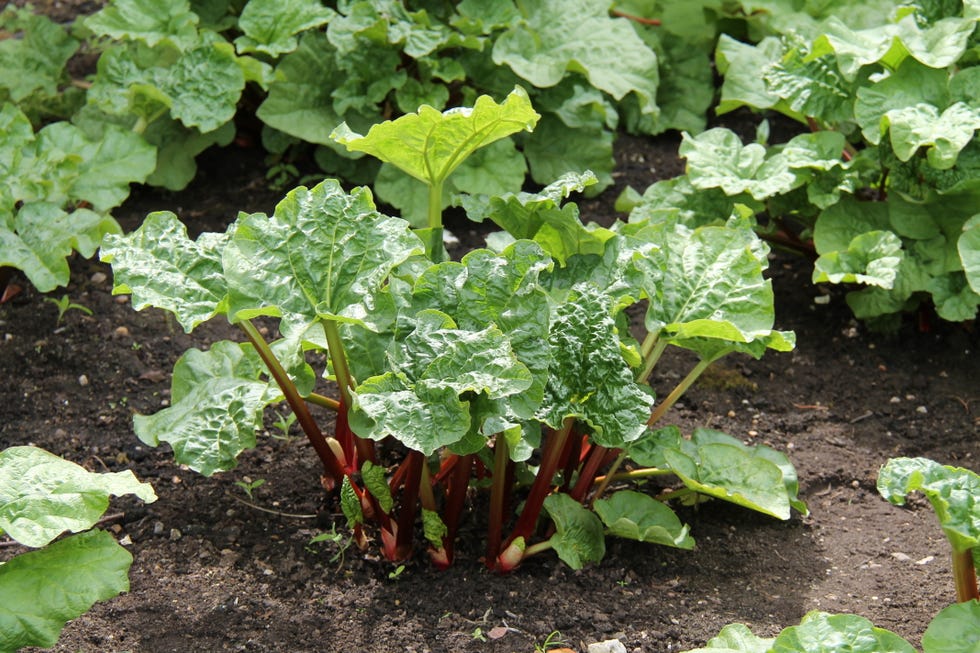 Rhubarb Plant.