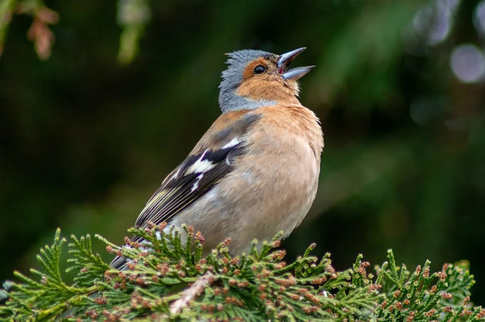 singing robin noisy birds