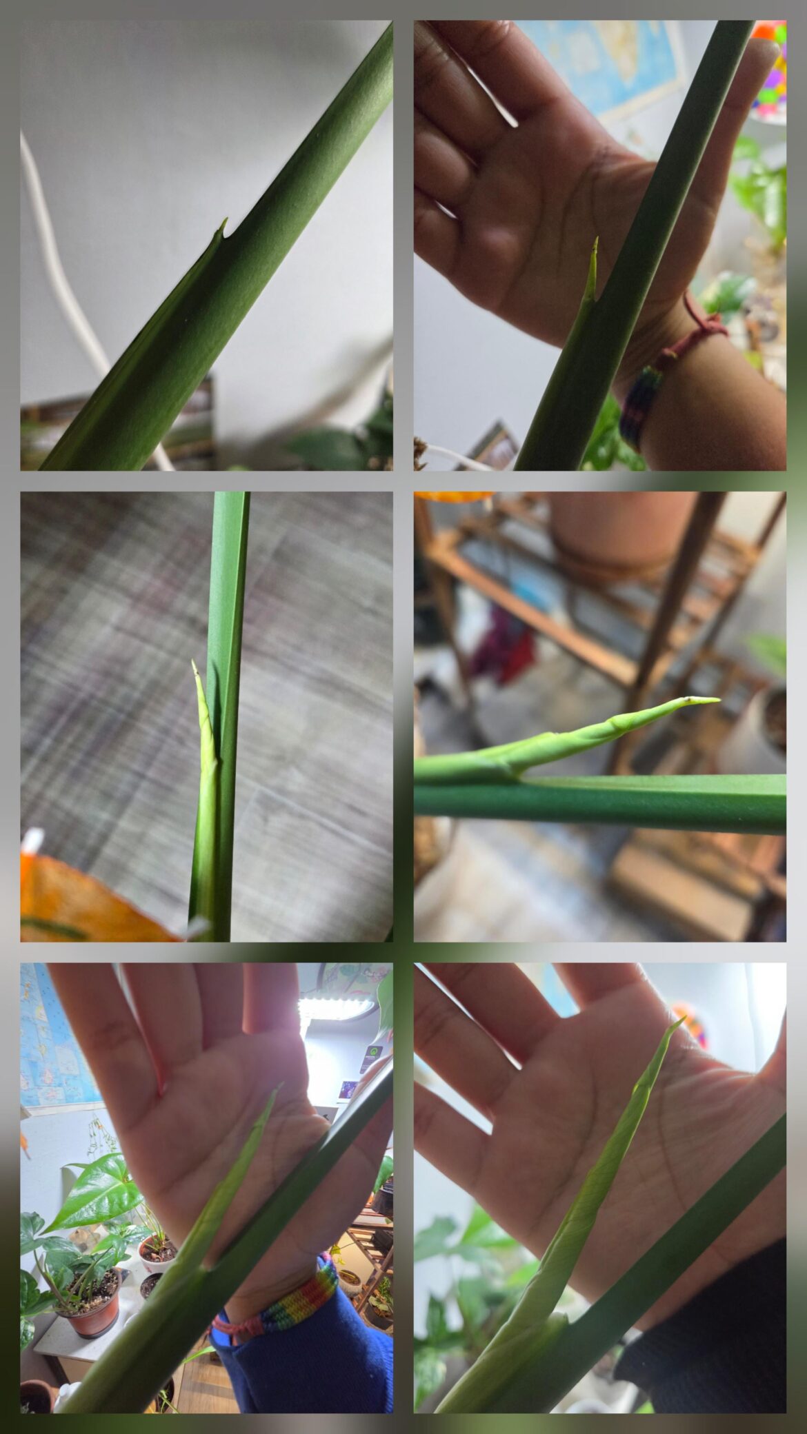 My first time experiencing a new leaf 😊