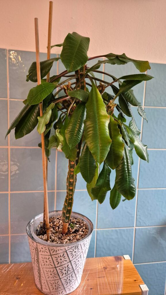 Help! Madagascar Jewel (Euphorbia leuconeura) looking sad