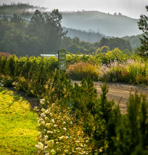 The Sonoma Botanical Garden is set amid 67 acres in Sonoma Valley. (Daniel Perales Studio)