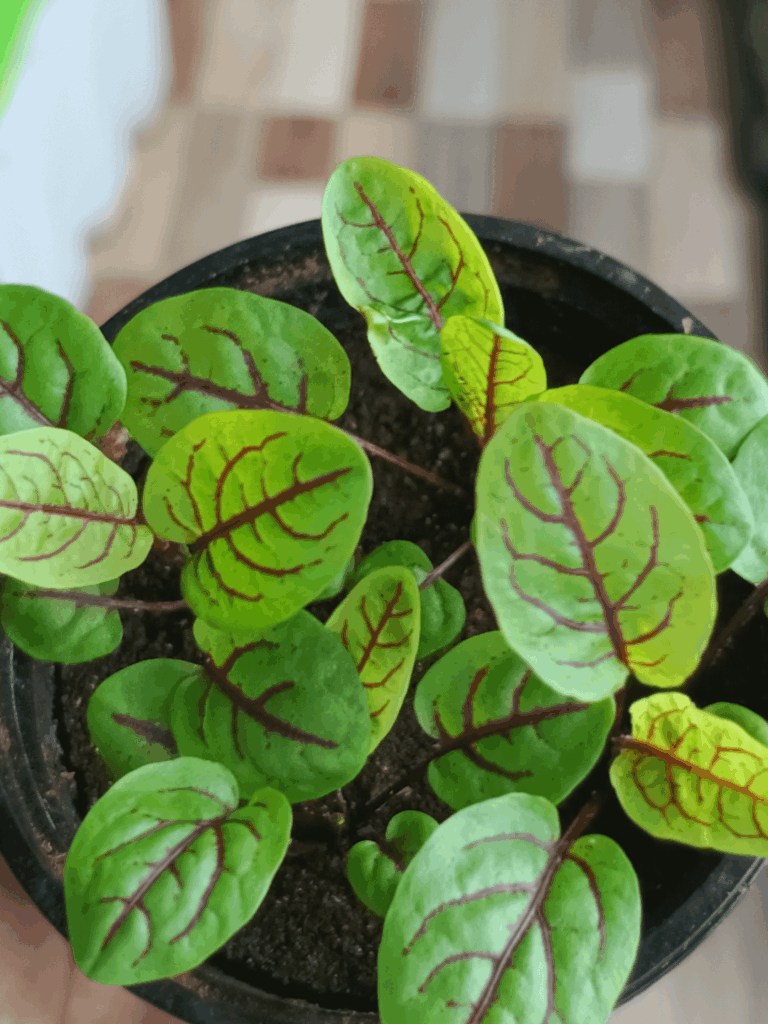 "Guess the Microgreen challenge. Who is this leafy gentleman?🌱"