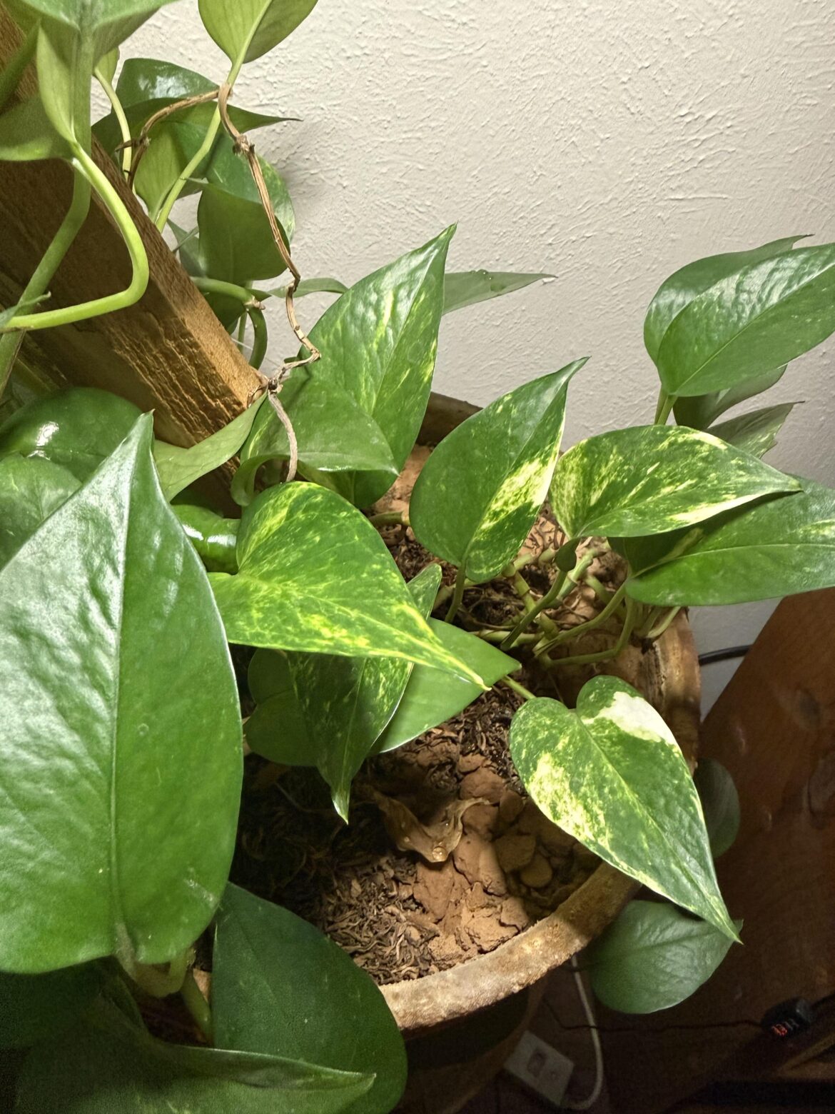 more and more white streaks! 😊