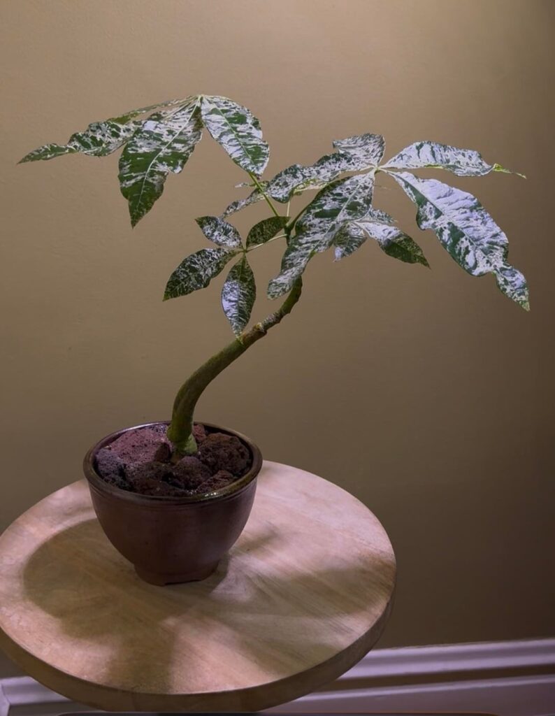 can’t stop staring at this