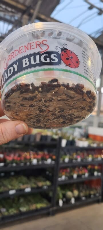 One Redditor was appalled at seeing practically dead ladybugs sold for $9 at Lowe's.