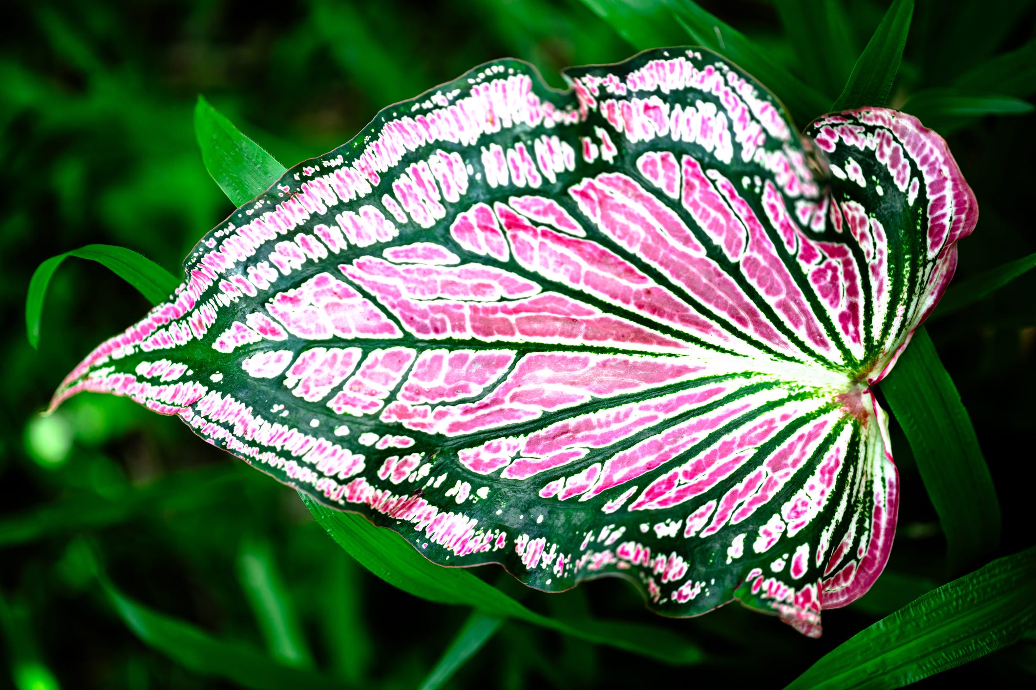 Pink Caladium in rainy season