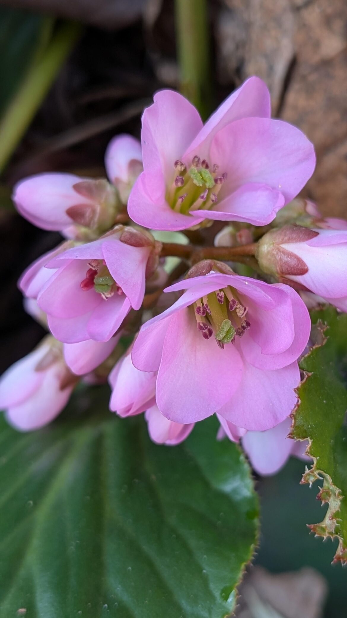 Bergenia crassifolia