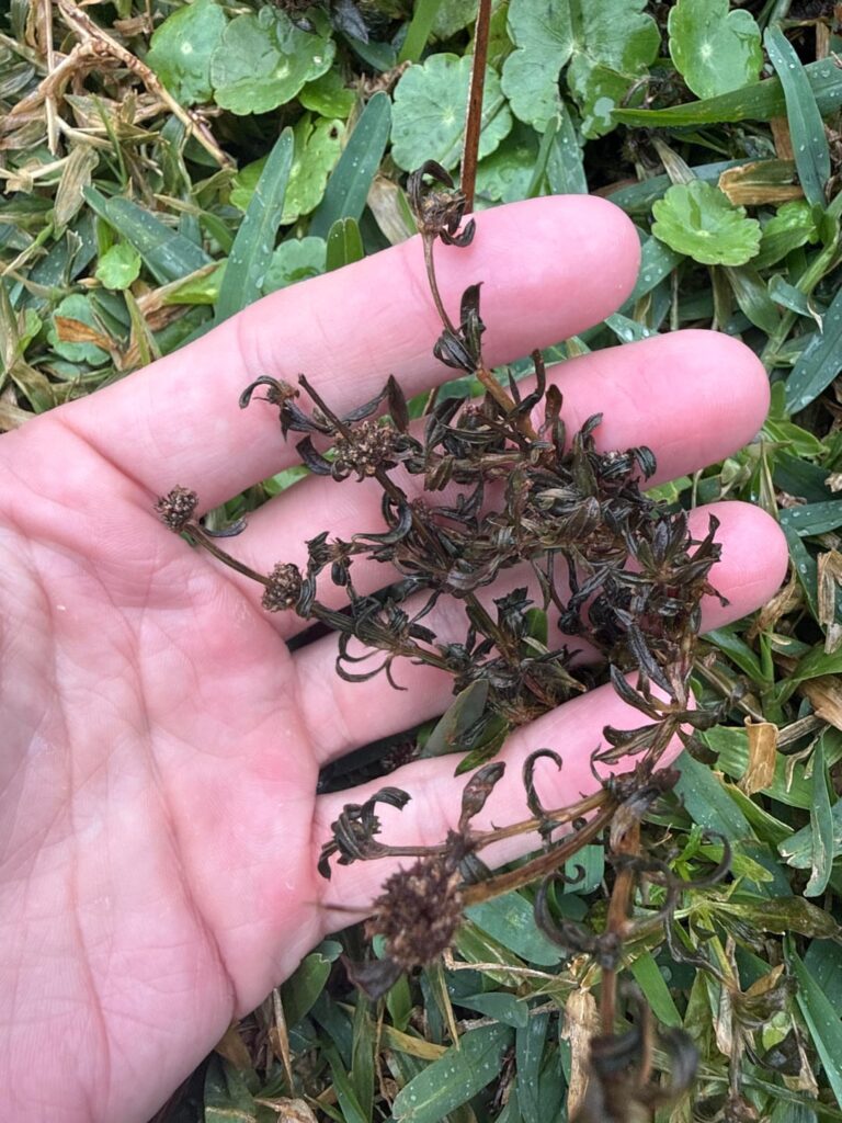 Identify this weed