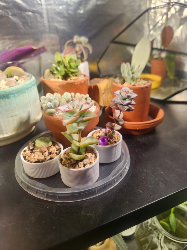 To chop or not to chop, that is the questions. To chop or not to chop, that is the questions.