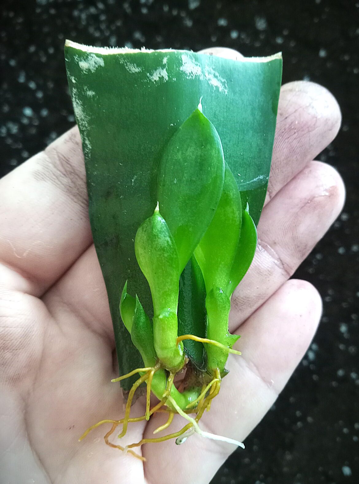 All it takes is patience!