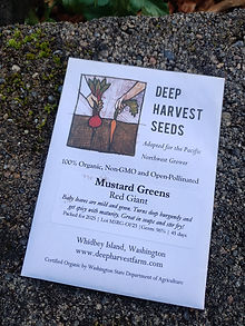 Seed packet of Red Giant mustard greens from Deep Harvest Seeds displayed on a stone surface, suitable for February cold soil planting in the Pacific Northwest.