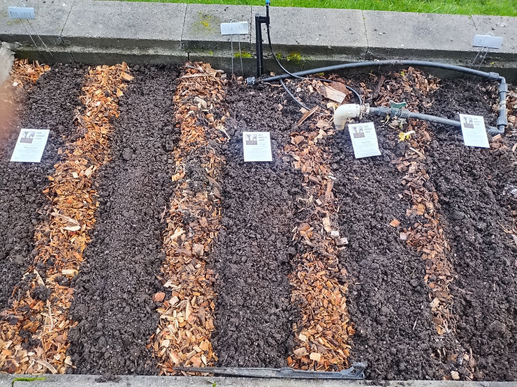 Raised garden bed prepared for February planting in the Pacific Northwest, with wood chip mulch pulled aside to expose soil trenches for cold soil direct sowing at 40–45 degrees Fahrenheit.