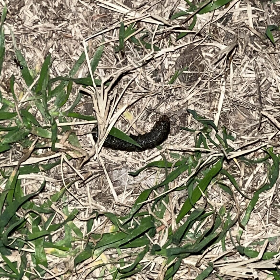 what are these grubworms?