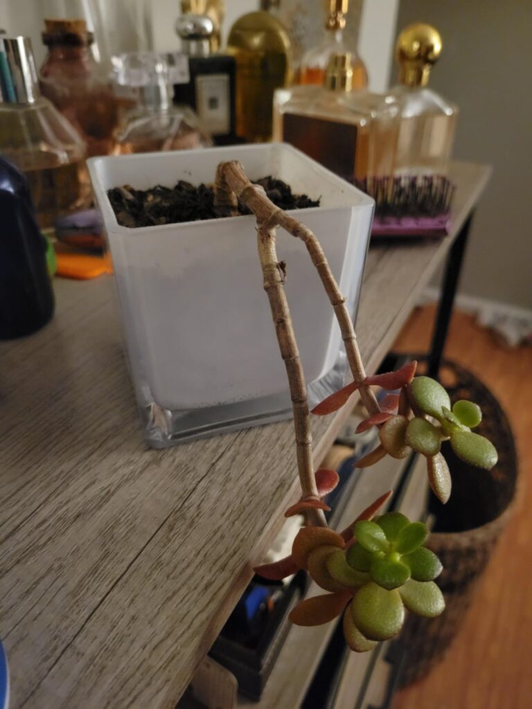 Diagnosis for graptosedum