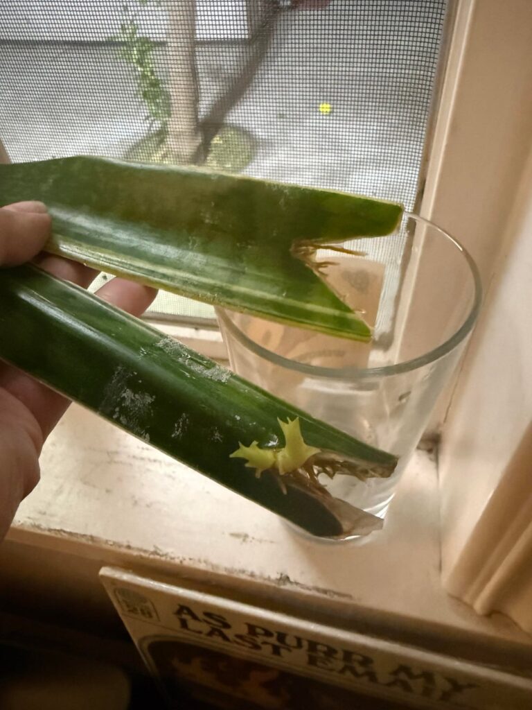 Snake plant cuttings propagation 4.5 months later update