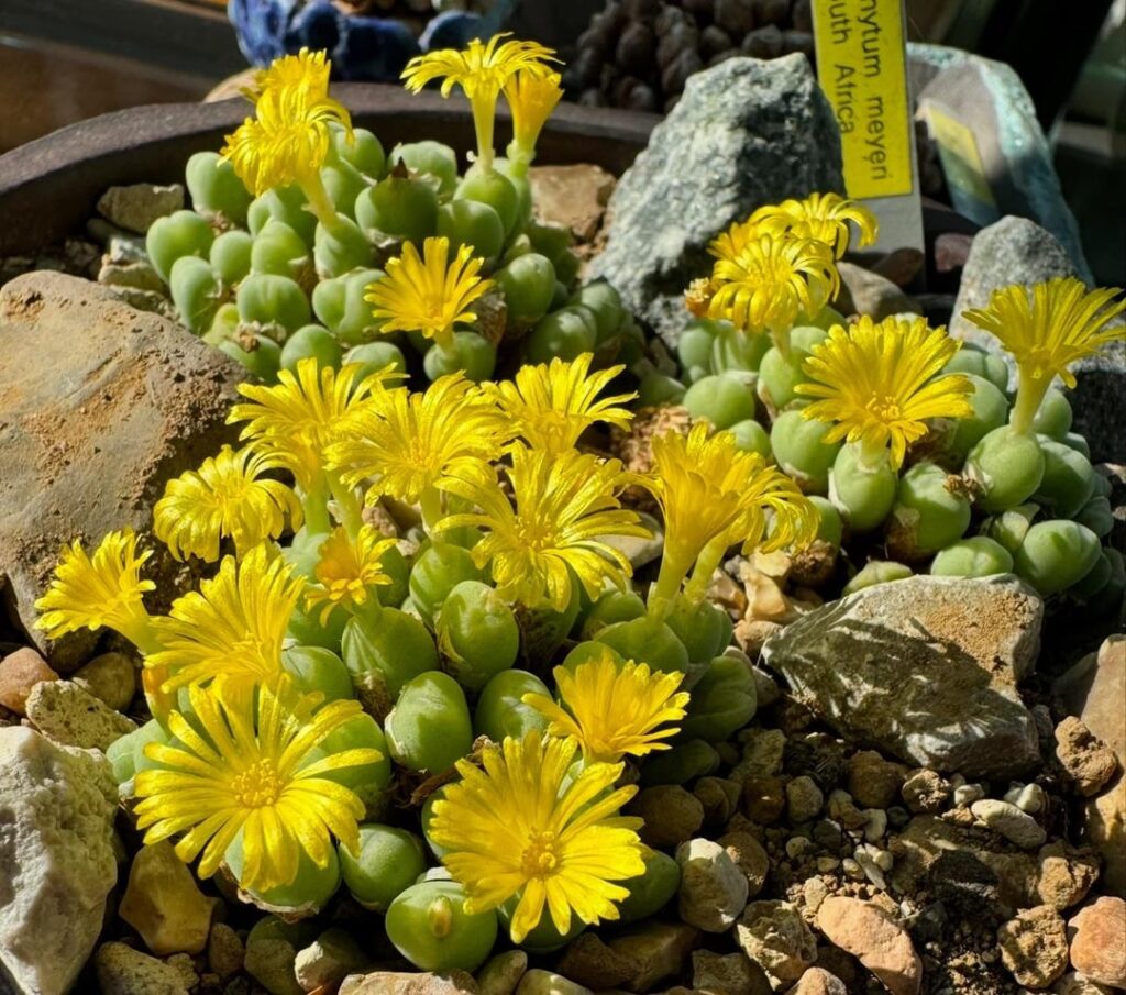 Meyeri blooms August last year