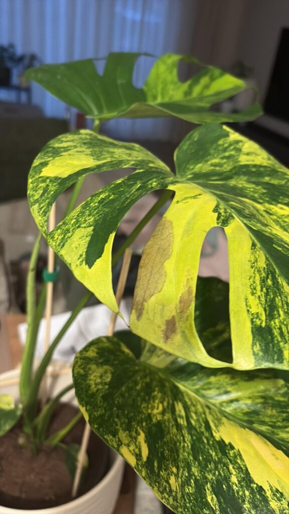 Does anyone know what’s wrong with my Aurea?