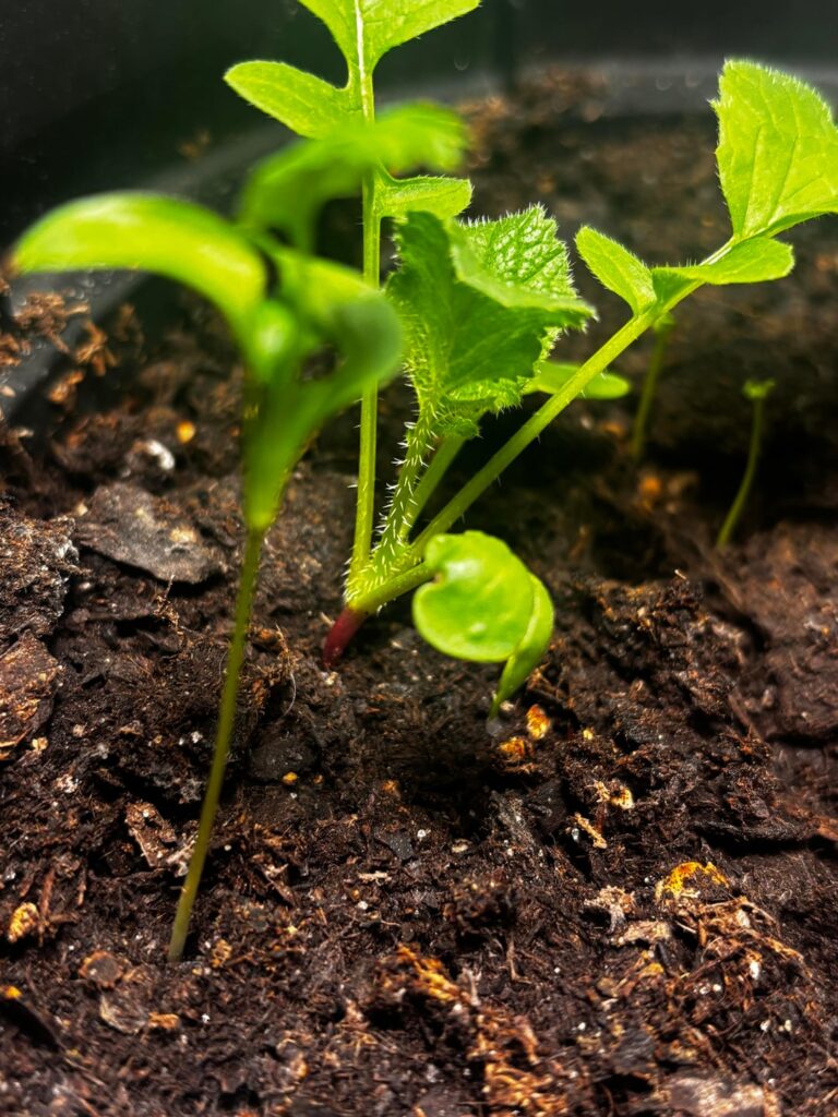 what’s this growing with my cilantro? what’s this growing with my cilantro?
