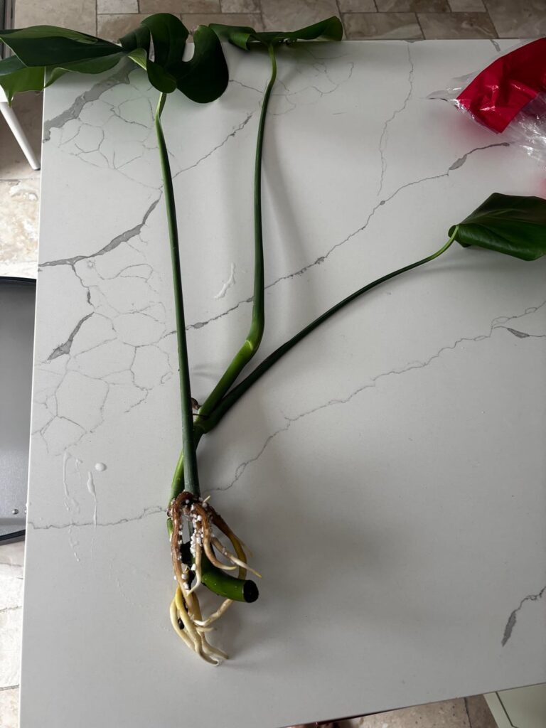 Is this enough root?