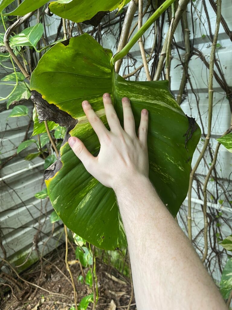 Oops gist dropped this in here