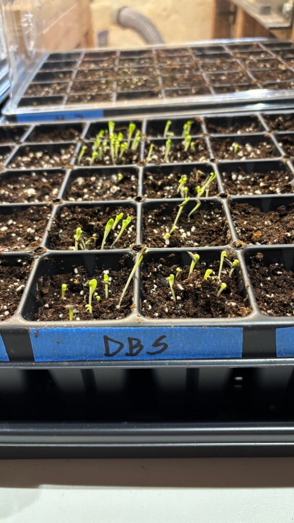 Oops! Left my winter sow trays inside too long and some seeds sprouted