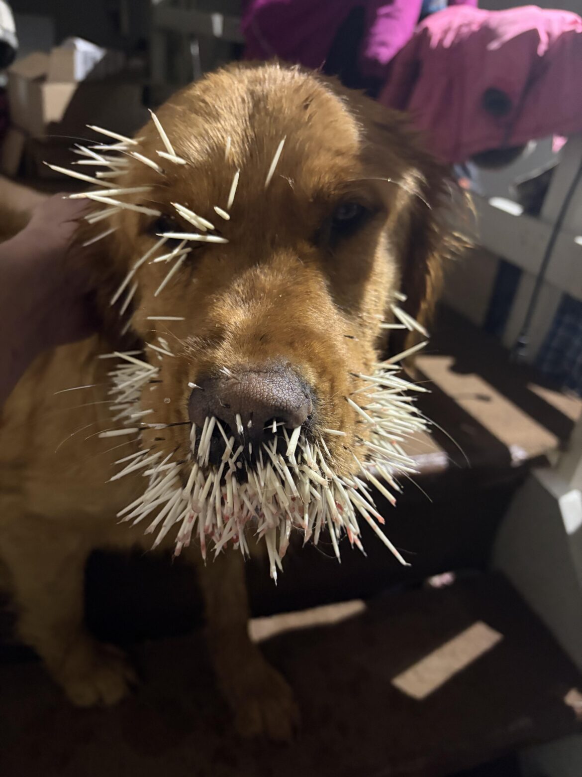 Bad morning at the homestead